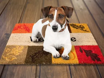 Dog Mat Training: Teaching Your Dog to Relax on His Mat