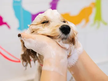 How to Groom a Labradoodle: 10 Vet-Approved Tips & Tricks