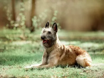 Belgian Shepherd Laekenois Dog Breed: Info, Pictures, Care & Traits
