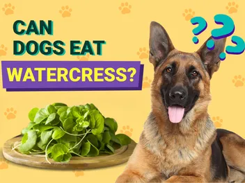 Can Dogs Eat Watercress? Vet Reviewed Facts & Safety Guide