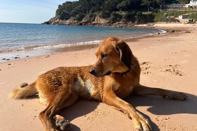 Dogs and Sandy Beaches: Lava's Visit to Jersey