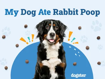 My Dog Ate Rabbit Poop! Should I Be Worried? (Our Vet Answers)