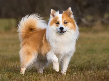 Icelandic Sheepdog: Breed Info, Pictures, Facts & Traits