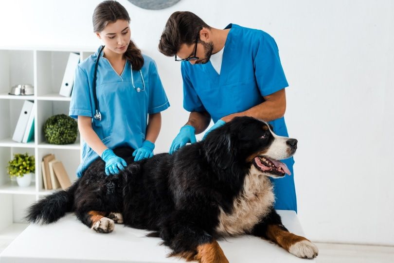 dog and vet