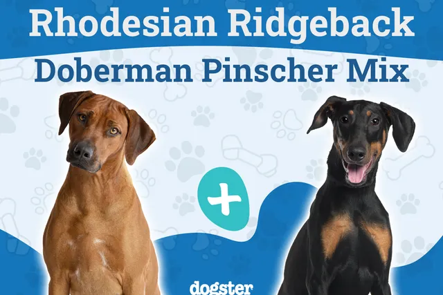 Rhodesian Doberman Mix: Info, Pictures, Temperament & More