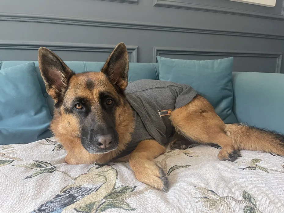 German-Shepherd-Wearing-Thudershirt-lying-down