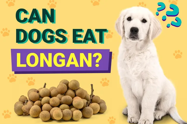 Can Dogs Eat Longan? Vet-Verified Nutrition Facts & FAQ