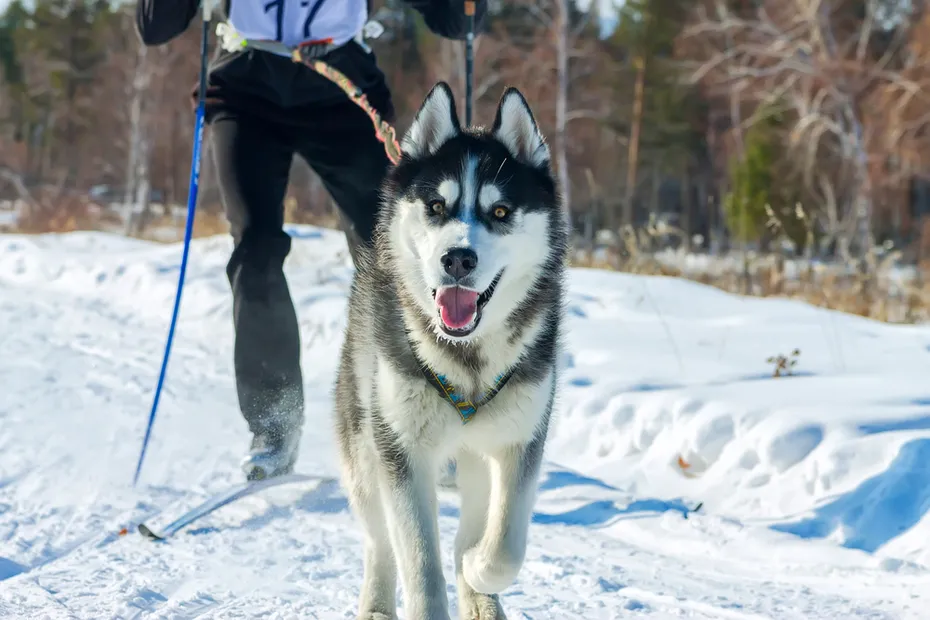 Skijoring man skiing runs with Husky in harness