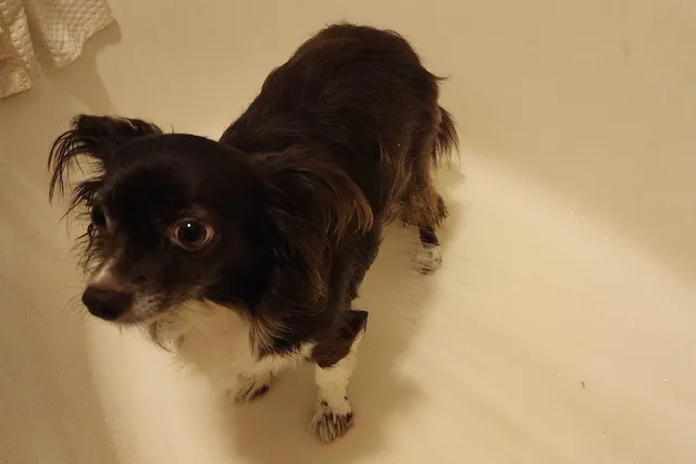 Bath Time & Penny’s Magical Weight Loss Transformation