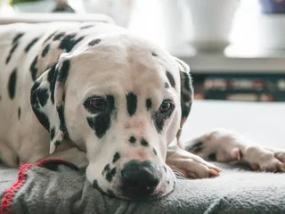 Are Dalmatians Predisposed to Deafness? Vet-Verified Genetic Facts & Advice