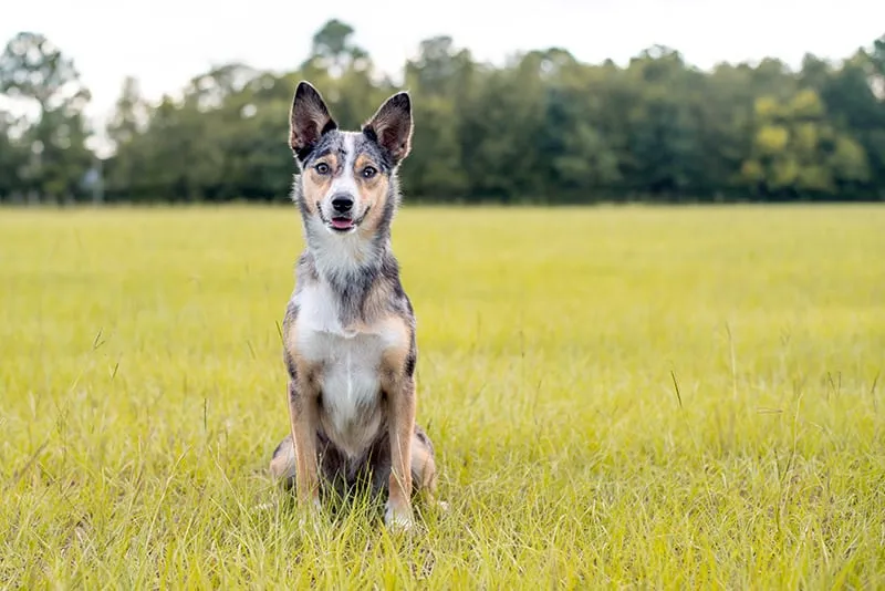 koolie dog sitting on the grass