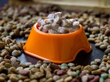 Can Dog Food Go Bad? Vet-Approved Facts & Tips to Preserve It