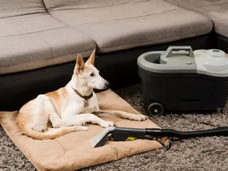 How to Clean a Dog Bed: Vet-Verified Step-by-Step Guide