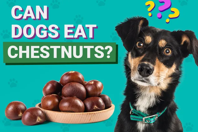 Can Dogs Eat Chestnuts? Vet-Verified Nutrition Facts & Info