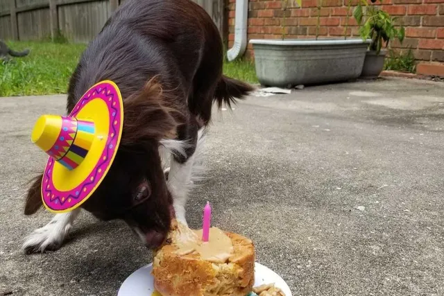 Birthday Treats, BarkBoxes, and Other Ways We Spend Money on Penny