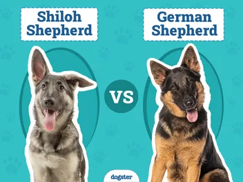 Shiloh Shepherd vs. German Shepherd: Main Differences (With Pictures)