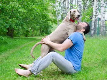 Why Is My Weimaraner So Clingy? Vet-Reviewed Facts & FAQ