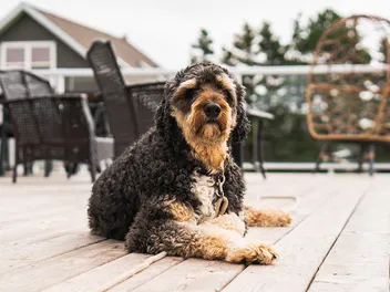 Aussiedoodle Dog Breed: Info, Pictures, Facts, & Traits