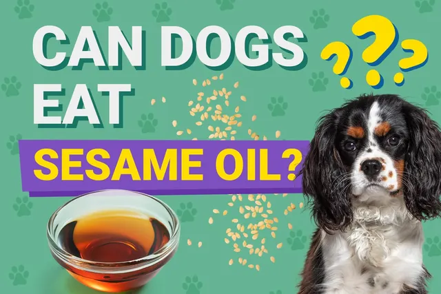 Can Dogs Eat Sesame Oil? Vet Reviewed Facts & FAQ