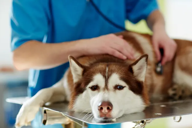 Do Vets Get Sad When They Have to Put Down a Dog? Vet-Reviewed Facts & Info