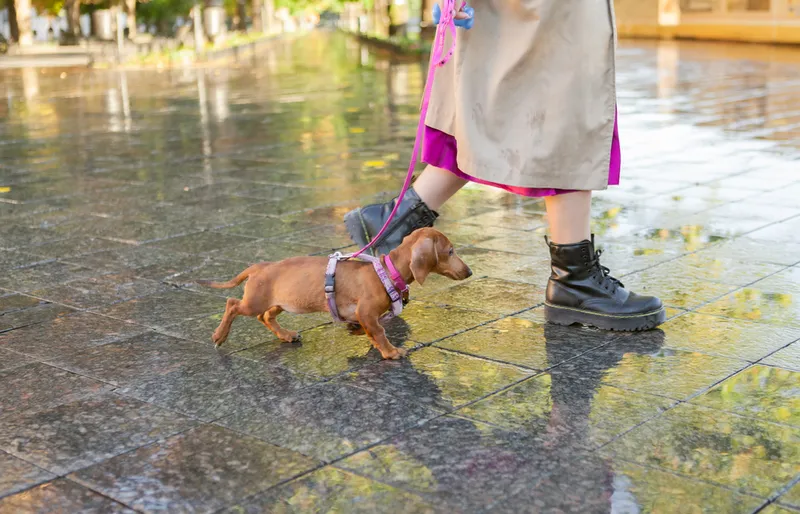 dachshund dog walking with owner on rainy streets