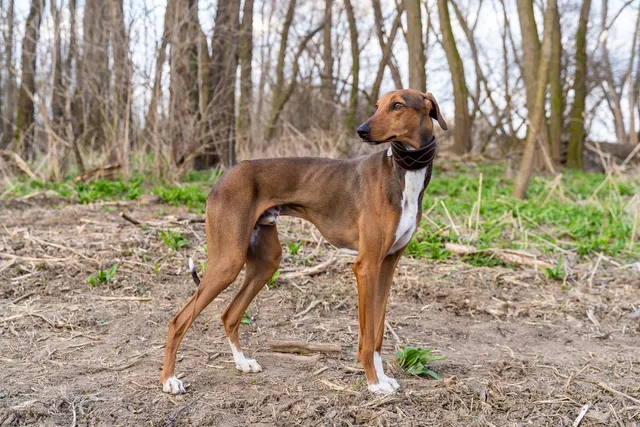 10 Least Popular Dog Breeds (With Info & Pictures)