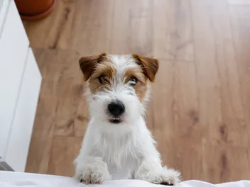10 Vet-Verified Signs Your Dog Feels Neglected & How To Prevent It