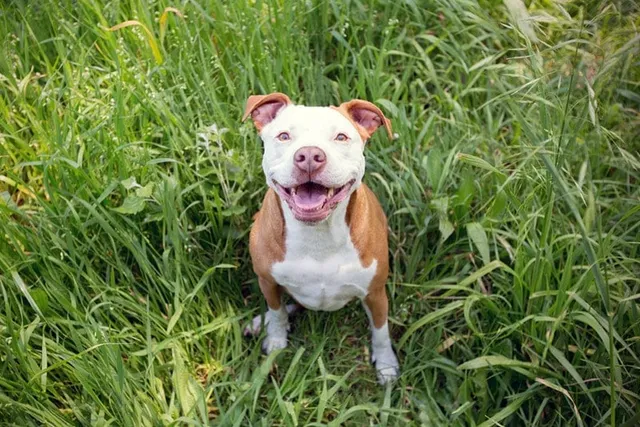 How to Potty Train a Pitbull: 12 Vet-Approved Tips