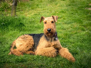 Airedale Terrier Price: How Much Do They Cost? 2026 Guide