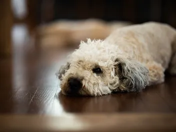Whoodle (Soft-Coated Wheaten Terrier & Poodle Mix): Info, Pictures & Care