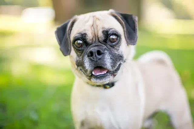 Puggle (Beagle & Pug Mix) Info, Pictures, Facts & Traits