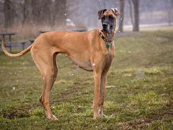 Fawn Great Dane: Info, Pictures, Origin & History