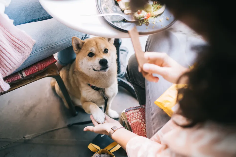 akita inu at restaurant giving paw to woman