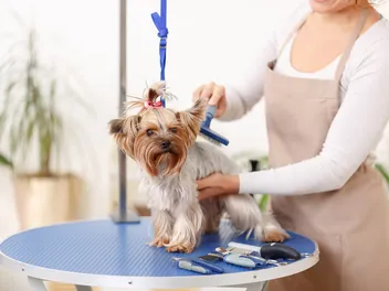 16 Essential Yorkshire Terrier Supplies: 2026 Vet-Reviewed Guide