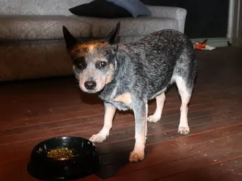 9 Best Dog Foods for Blue Heelers in 2026 - Reviews & Top Picks