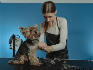 8 Best Dog Grooming Tables in 2026: Reviews & Top Picks