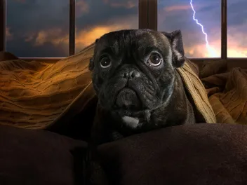 Dog Scared of Thunder? 6 Ways to Help