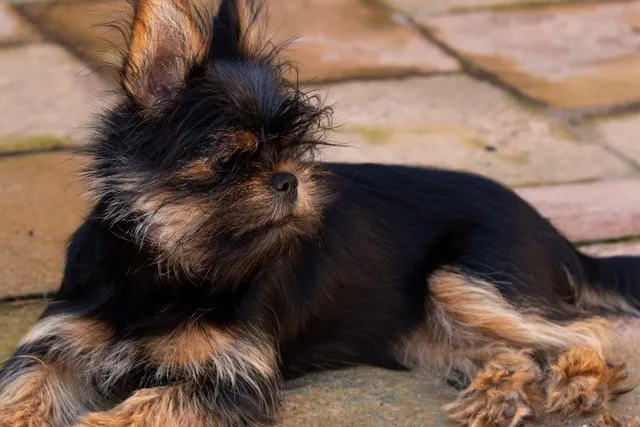 Yorkinese (Yorkie & Pekingese Mix): Info, Pictures, Care & More