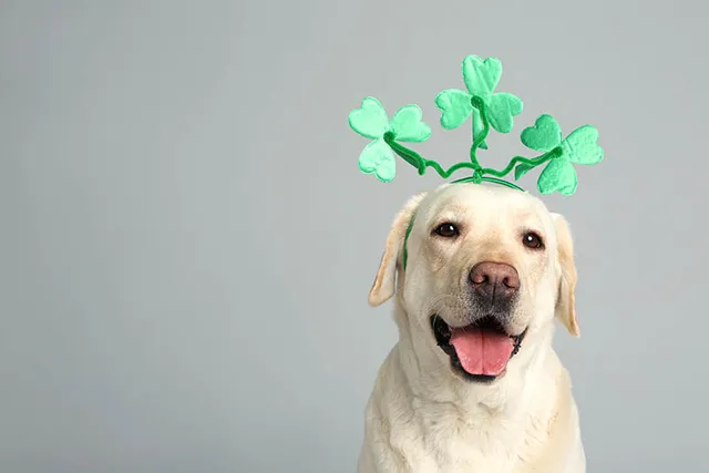 6 St. Patrick’s Day Safety Tips for Dogs (2026 Guide)