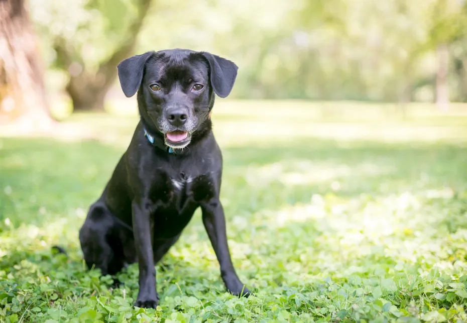 black-RetrieverBeagle-mixed-breed-puppy-sitting-outdoors
