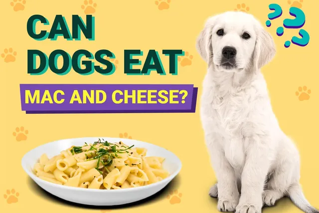 Can Dogs Eat Mac and Cheese? Vet-Reviewed Nutrition Facts & Safety Guide