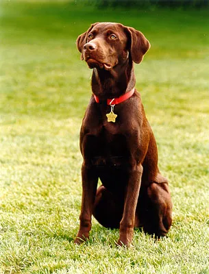 Buddy (Bill Clinton's dog)