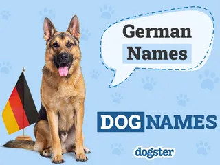 500+ German Dog Names With Meanings: Interesting Male & Female Ideas