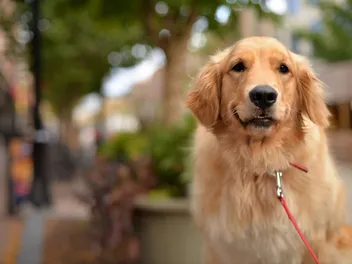 15 Scottish Dog Breeds (With Info & Pictures)