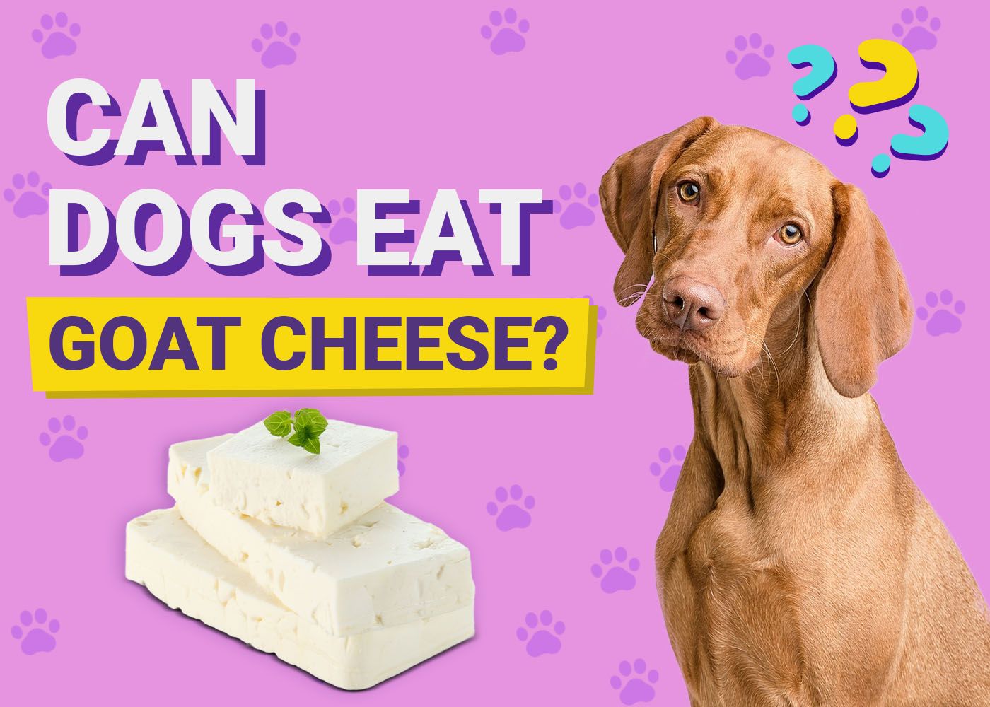 Can Dogs Eat Goat Cheese