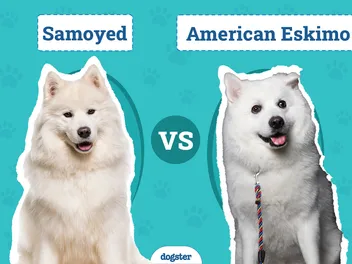 Samoyed vs American Eskimo: The Differences (With Info & Pictures)