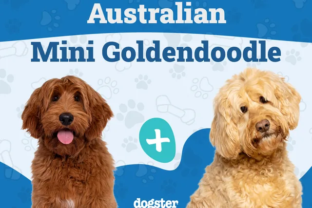 Australian Mini Goldendoodle Dog Breed: Info, Pictures, Care Guide & More
