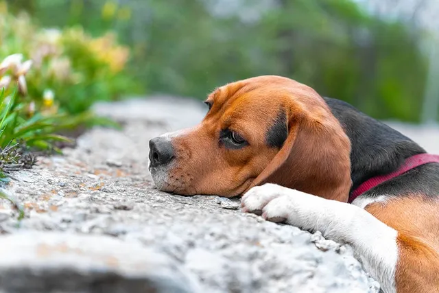 Does My Beagle Have Separation Anxiety? 4 Signs & How to Help Them
