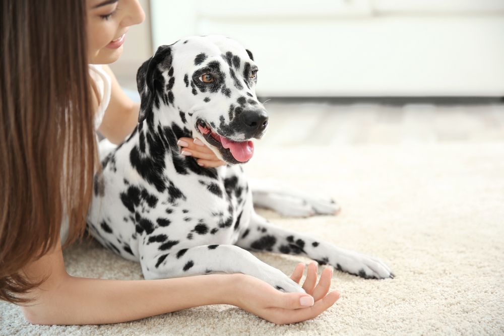 Owner with her dalmatian dog lying on a carpet