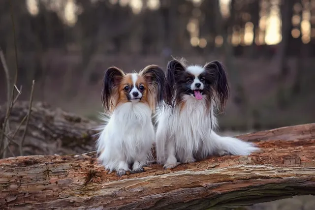 Papillon Pros & Cons: 11 Facts You Need to Know